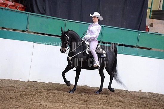 085-006-18-SS.JPG Southern States Horse Show 