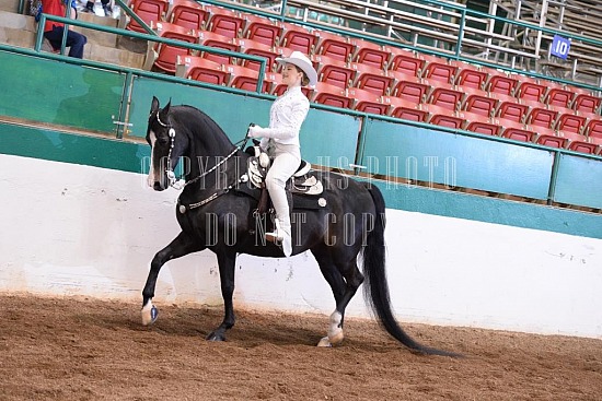 085-004-18-SS.JPG Southern States Horse Show 