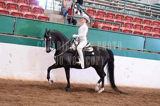 085-005-18-SS.JPG Southern States Horse Show 