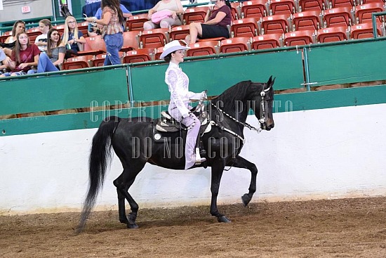 085-018-18-SS.JPG Southern States Horse Show 