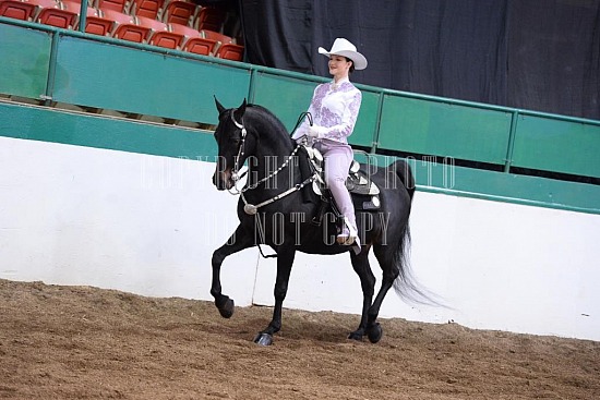 085-007-18-SS.JPG Southern States Horse Show 