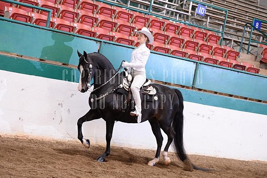 085-003-18-SS.JPG Southern States Horse Show 