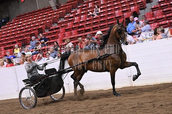 088-020-22GLD.JPG Gold Cup Regional Morgan Horse Show 