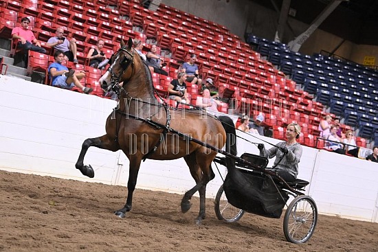 088-010-22GLD.JPG Gold Cup Regional Morgan Horse Show 
