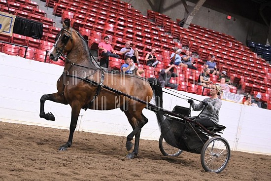 088-011-22GLD.JPG Gold Cup Regional Morgan Horse Show 