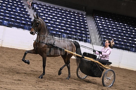 088-001-22GLD.JPG Gold Cup Regional Morgan Horse Show 