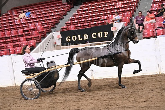 088-012-22GLD.JPG Gold Cup Regional Morgan Horse Show 