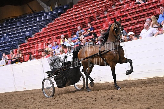 088-013-22GLD.JPG Gold Cup Regional Morgan Horse Show 