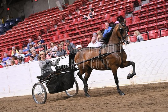 088-014-22GLD.JPG Gold Cup Regional Morgan Horse Show 