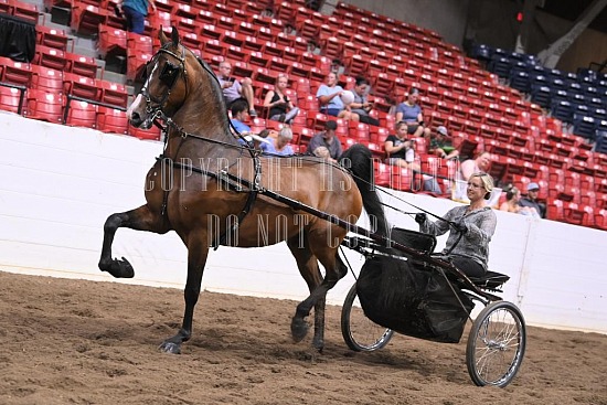 088-007-22GLD.JPG Gold Cup Regional Morgan Horse Show 