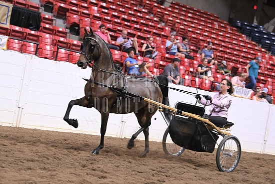088-008-22GLD.JPG Gold Cup Regional Morgan Horse Show 