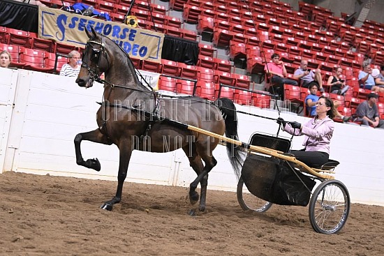 088-009-22GLD.JPG Gold Cup Regional Morgan Horse Show 
