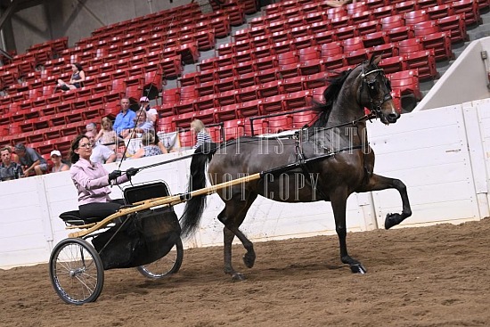 088-018-22GLD.JPG Gold Cup Regional Morgan Horse Show 