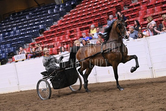 088-019-22GLD.JPG Gold Cup Regional Morgan Horse Show 