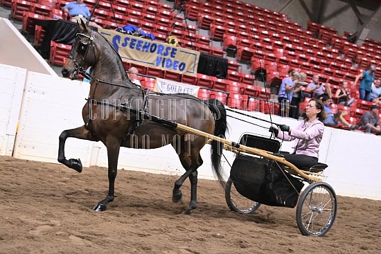 088-005-22GLD.JPG Gold Cup Regional Morgan Horse Show 