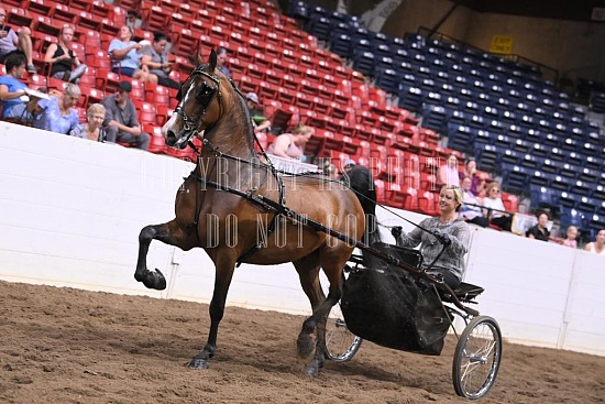 088-006-22GLD.JPG Gold Cup Regional Morgan Horse Show 
