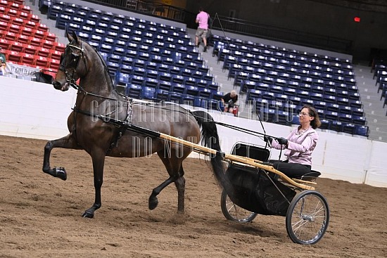 088-002-22GLD.JPG Gold Cup Regional Morgan Horse Show 