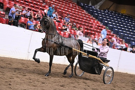 088-003-22GLD.JPG Gold Cup Regional Morgan Horse Show 