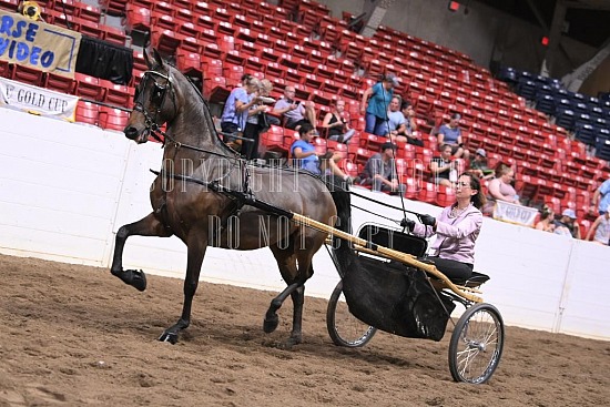 088-004-22GLD.JPG Gold Cup Regional Morgan Horse Show 