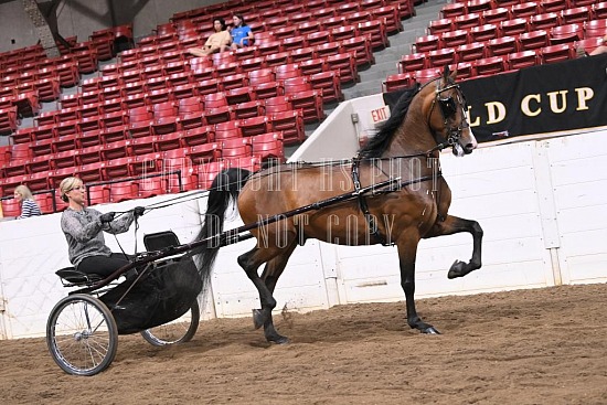 088-015-22GLD.JPG Gold Cup Regional Morgan Horse Show 