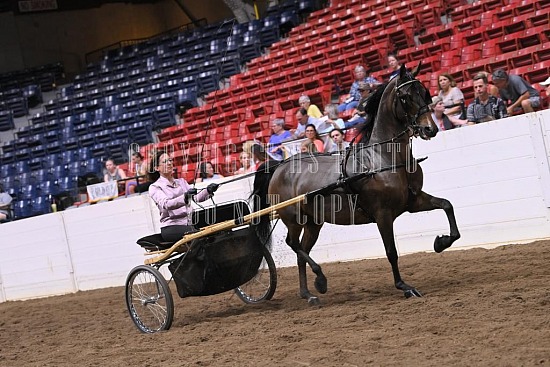 088-016-22GLD.JPG Gold Cup Regional Morgan Horse Show 