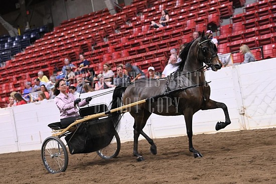 088-017-22GLD.JPG Gold Cup Regional Morgan Horse Show 