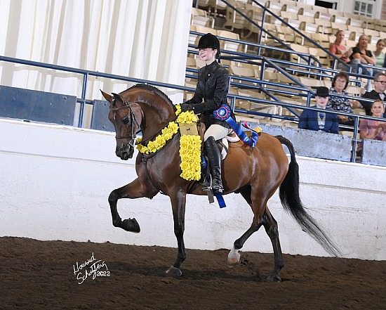 National Show Horse Finals September 17-19