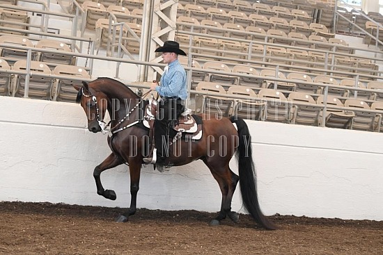 053-007-24JUB.JPG Jubilee Morgan Horse Show 