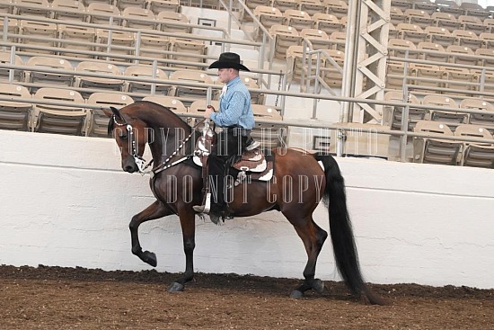 053-008-24JUB.JPG Jubilee Morgan Horse Show 
