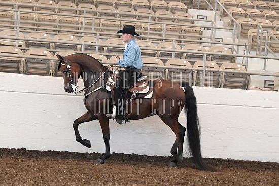 053-009-24JUB.JPG Jubilee Morgan Horse Show 