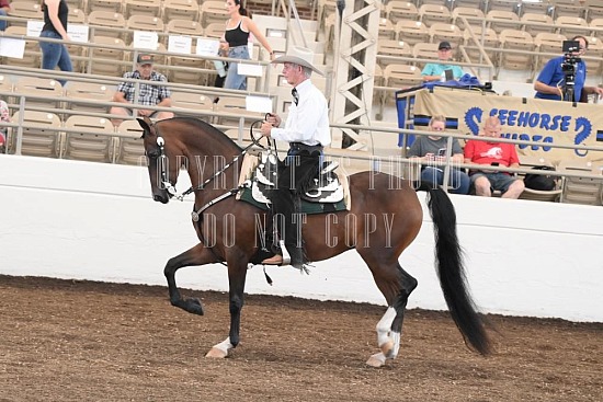 053-014-24JUB.JPG Jubilee Morgan Horse Show 