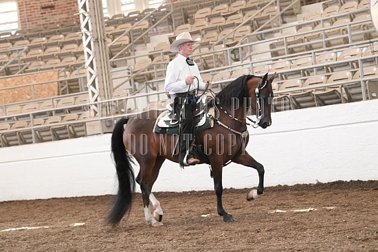 053-015-24JUB.JPG Jubilee Morgan Horse Show 