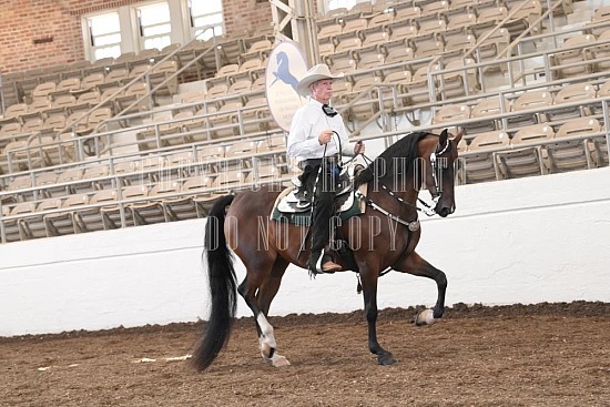 053-016-24JUB.JPG Jubilee Morgan Horse Show 