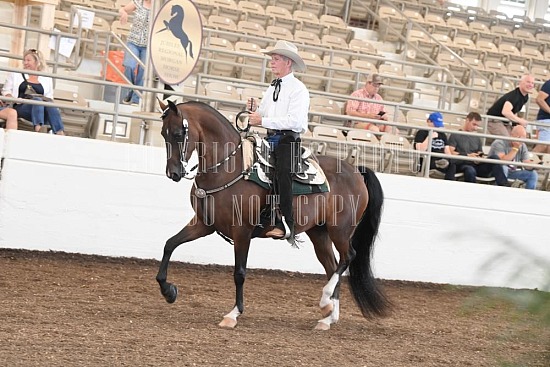 053-010-24JUB.JPG Jubilee Morgan Horse Show 
