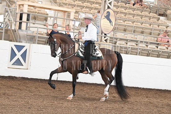 053-011-24JUB.JPG Jubilee Morgan Horse Show 