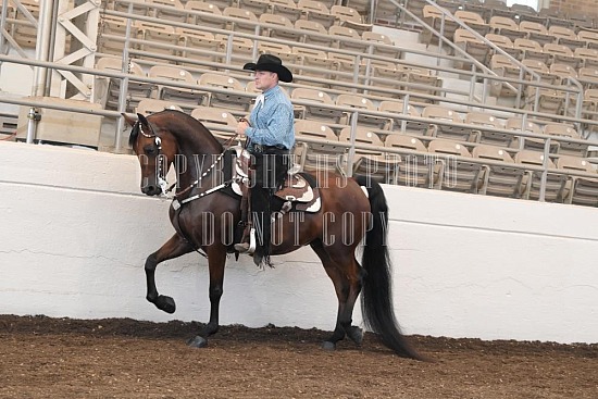 053-006-24JUB.JPG Jubilee Morgan Horse Show 