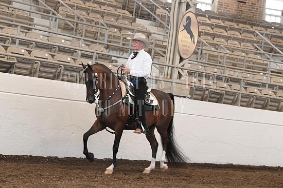 053-001-24JUB.JPG Jubilee Morgan Horse Show 