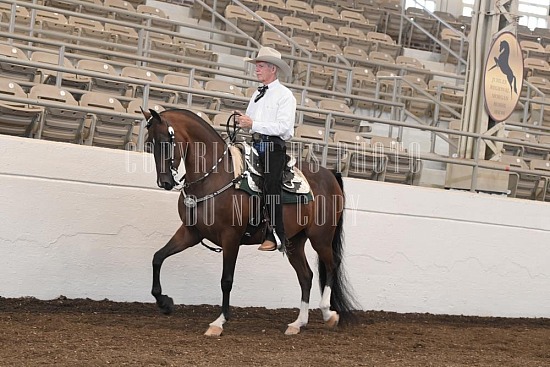 053-002-24JUB.JPG Jubilee Morgan Horse Show 