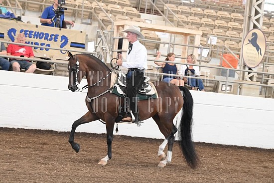053-012-24JUB.JPG Jubilee Morgan Horse Show 
