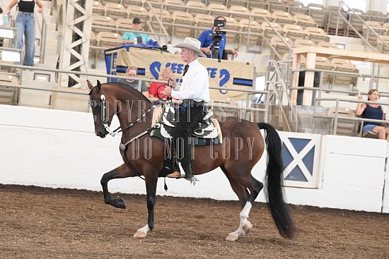 053-013-24JUB.JPG Jubilee Morgan Horse Show 