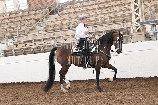 053-017-24JUB.JPG Jubilee Morgan Horse Show 