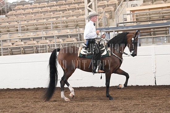 053-018-24JUB.JPG Jubilee Morgan Horse Show 