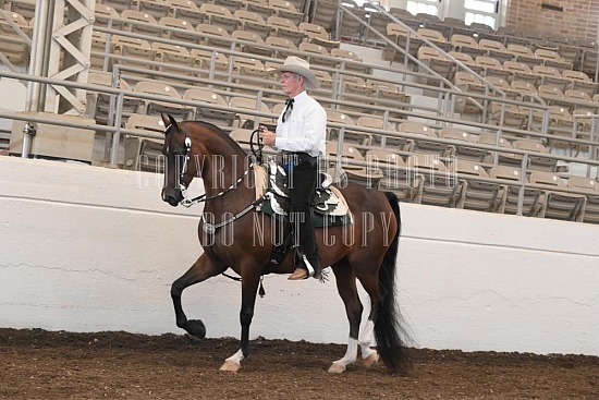 053-003-24JUB.JPG Jubilee Morgan Horse Show 