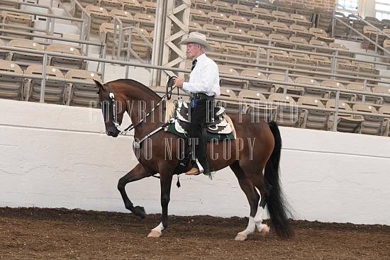 053-004-24JUB.JPG Jubilee Morgan Horse Show 