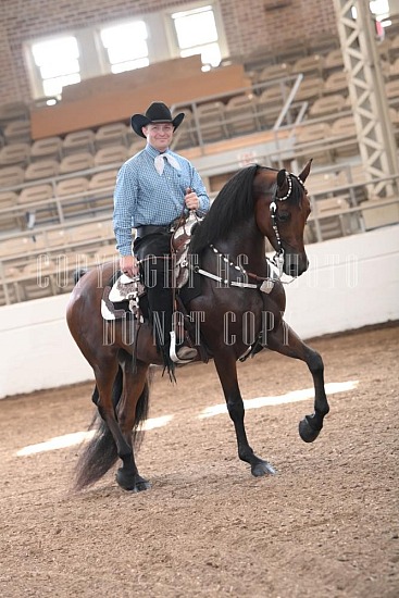 053-019-24JUB.JPG Jubilee Morgan Horse Show 