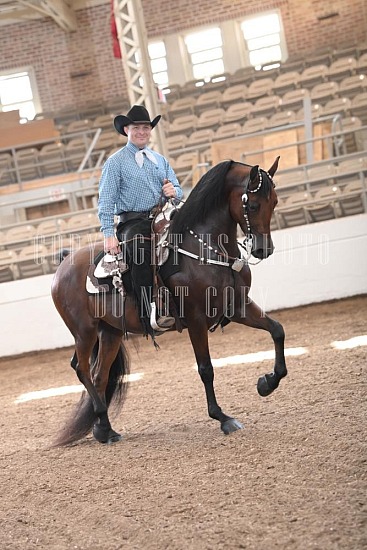 053-020-24JUB.JPG Jubilee Morgan Horse Show 