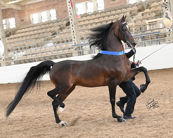 Jubilee Morgan Horse Show