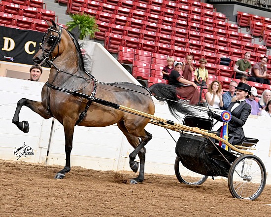 Gold Cup